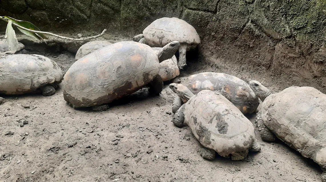 La presencia de la tortuga motelo de pata amarilla en una zona urbana evidenciaría que el ejemplar fue extraído previamente de su hábitat natural y requiere un proceso de rehabilitación. (Foto: Difusión)