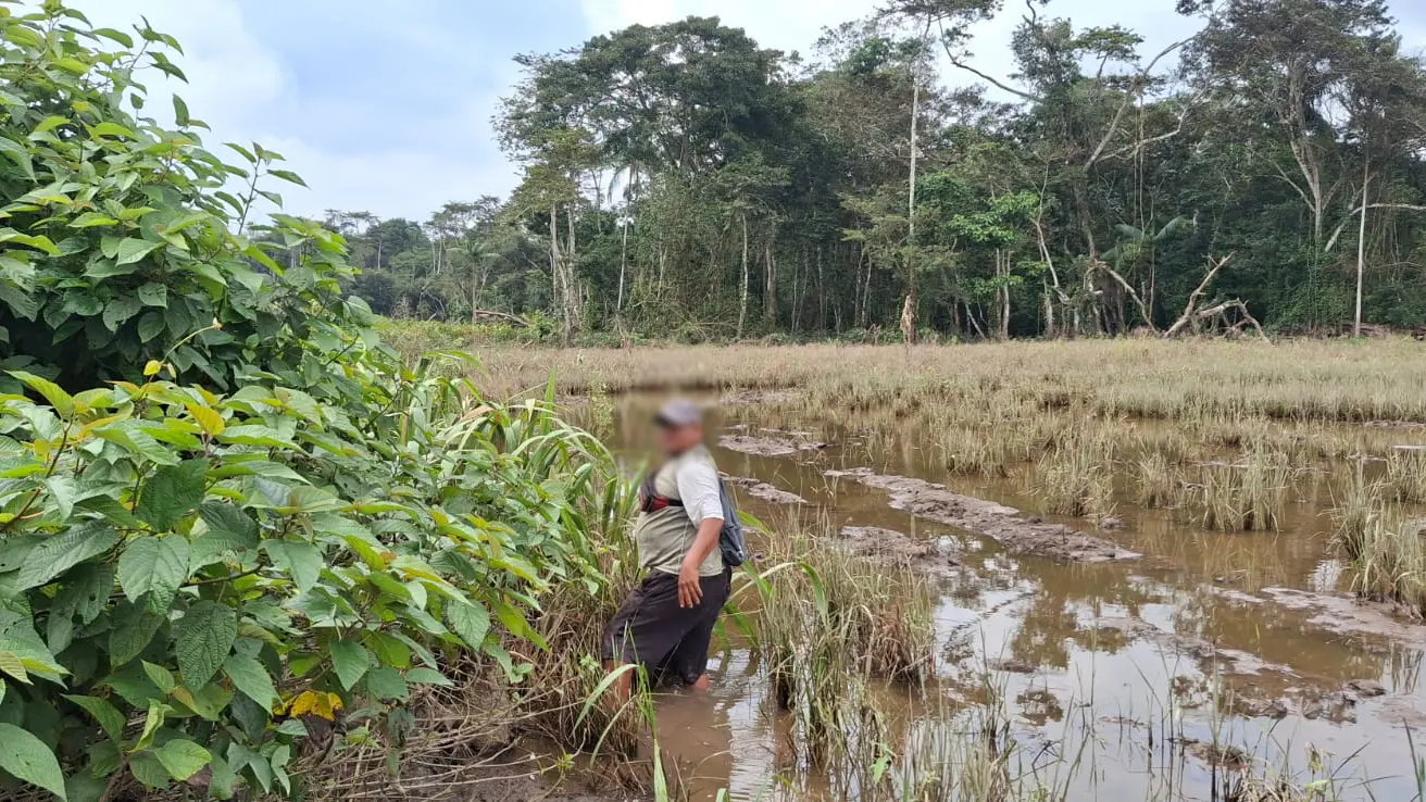 La Fiscalía Especializada en Materia Ambiental (FEMA) de Moyobamba logró destruir un campamento rústico usado para tala ilegal y deforestación en el distrito de Yuracyacu, provincia de Rioja. (Foto: Difusión)
