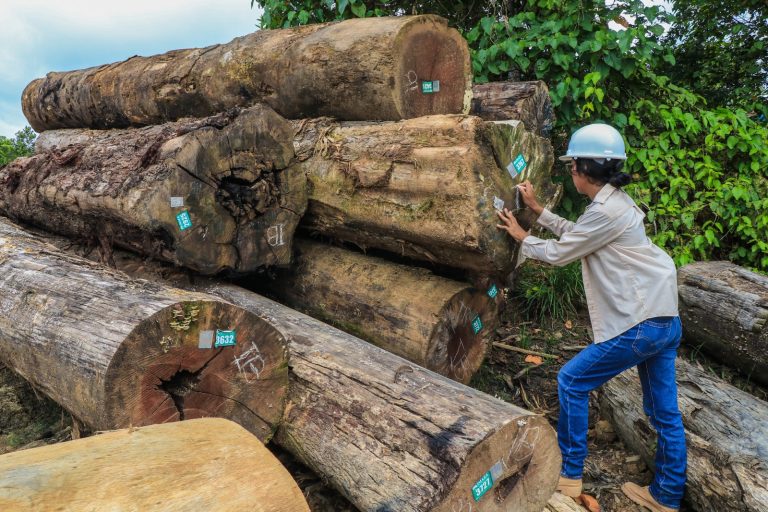El Servicio Nacional Forestal y de Fauna Silvestre abrió una convocatoria de financiamiento no reembolsable dirigida a comunidades nativas, productores organizados y mypimes de Satipo vinculadas al aprovechamiento sostenible del bosque. (Foto: Difusión)