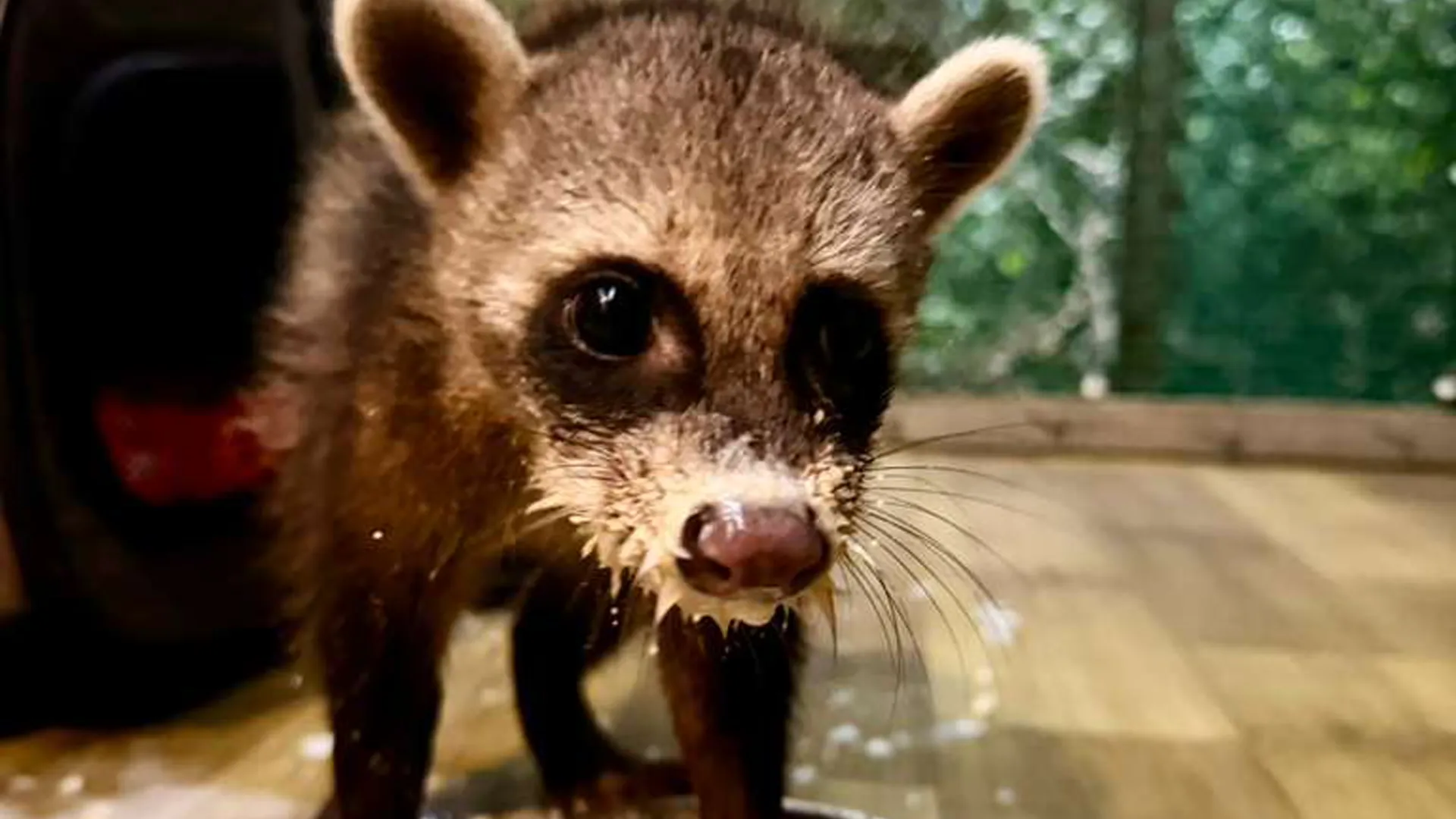 Tras cumplir un periodo de cuarentena y monitoreo sanitario, los animales fueron derivados a Madre de Dios para su rehabilitación especializada con miras a su eventual reintegración a su hábitat natural. (Foto: DIfusión)