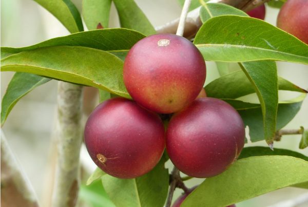 La sobreoferta de fruta ha desplomado el precio por kilo hasta los S/ 1.50, monto que no cubre los costos de cosecha y transporte.