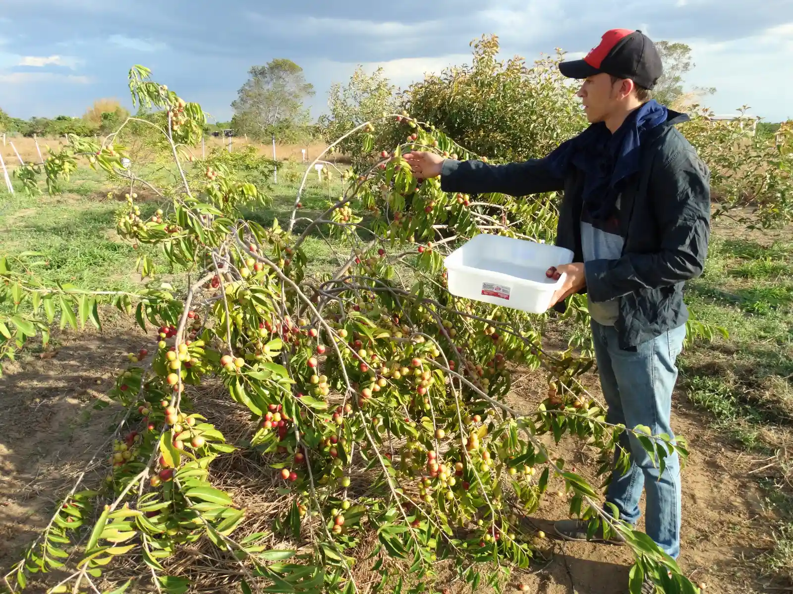 El IIAP mantiene activa su asistencia técnica en manejo agronómico para 300 agricultores y ha puesto a disposición su planta de transformación. (Foto: Difusión)