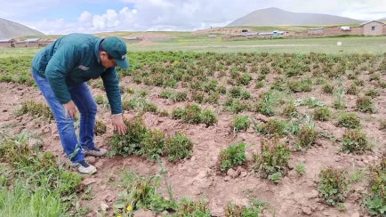 El Seguro Agrícola Catastrófico puede indemnizar hasta 1000 soles por hectárea en caso de pérdidas ocasionadas por fenómenos climáticos como heladas o granizadas. (Foto: Difusión)