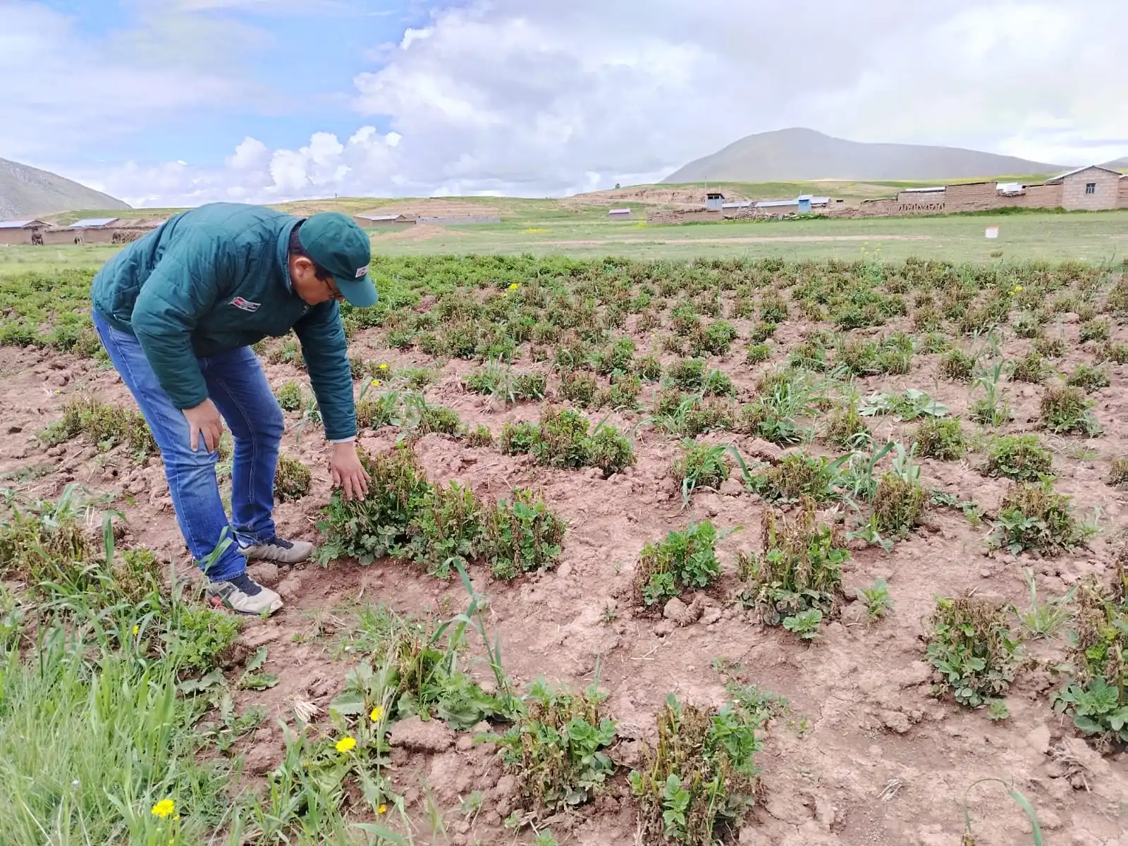 El Seguro Agrícola Catastrófico puede indemnizar hasta 1000 soles por hectárea en caso de pérdidas ocasionadas por fenómenos climáticos como heladas o granizadas. (Foto: Difusión)