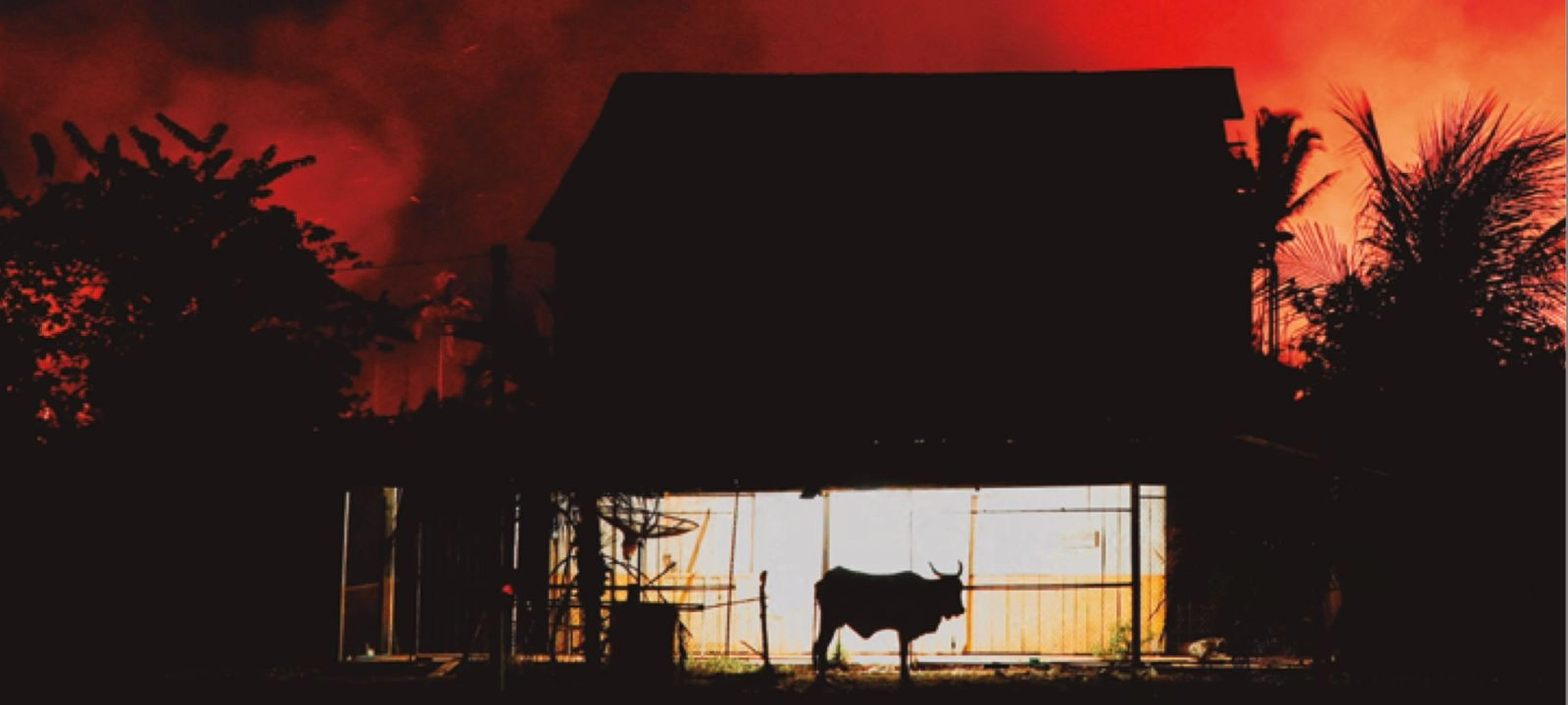 Salvarla exige que los gobiernos dejen de subsidiar su destrucción, que las empresas limpien sus cadenas de suministro y que la sociedad civil exija responsabilidades, pero sobre todo requiere que reconozcamos, respetemos y financiemos a las poblaciones indígenas y locales que han protegido estos bosques durante milenios. (Foto: Difusión)