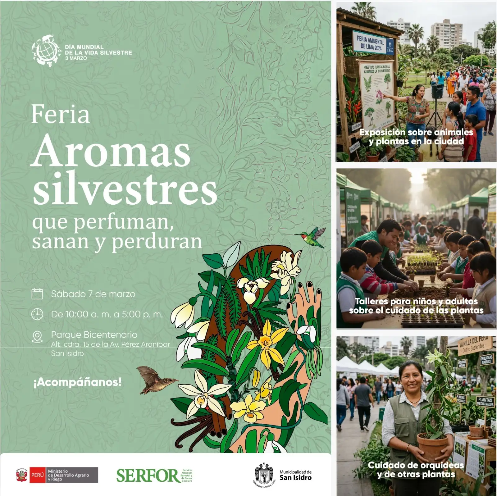 El Serfor promueve el aprovechamiento sostenible y el comercio legal de los productos del bosque mediante iniciativas que impulsan negocios vinculados a plantas medicinales, frutos, resinas y semillas. (Foto: Difusión)