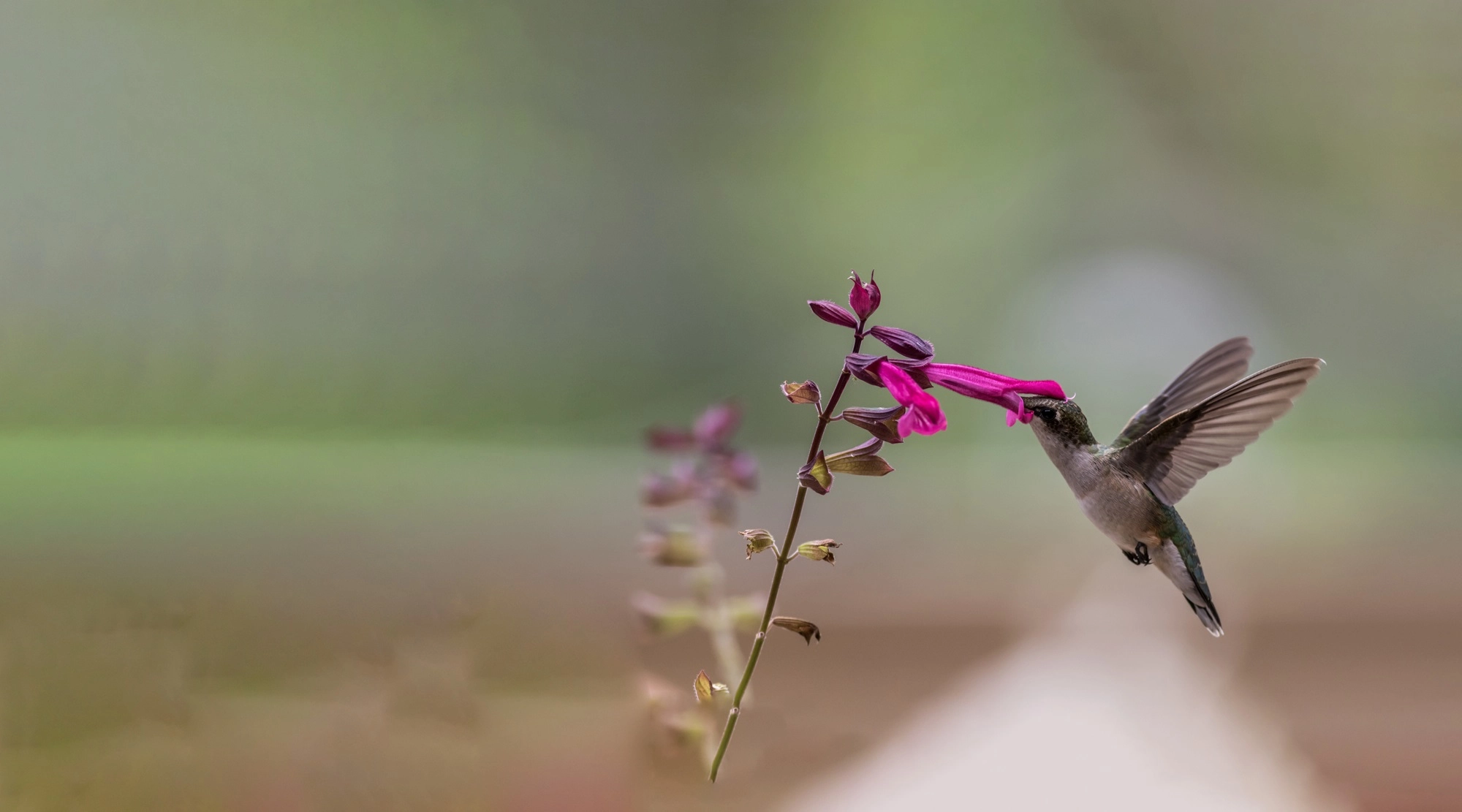 En el Perú existen más de 3000 especies de orquídeas registradas y aproximadamente el 60 % son endémicas, es decir, solo se encuentran en nuestro territorio. (Foto: DIfusión)