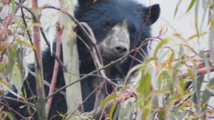 Apurímac- Escolares bautizan como _Asirimaru_ al oso andino que recorre Aymaraes_1