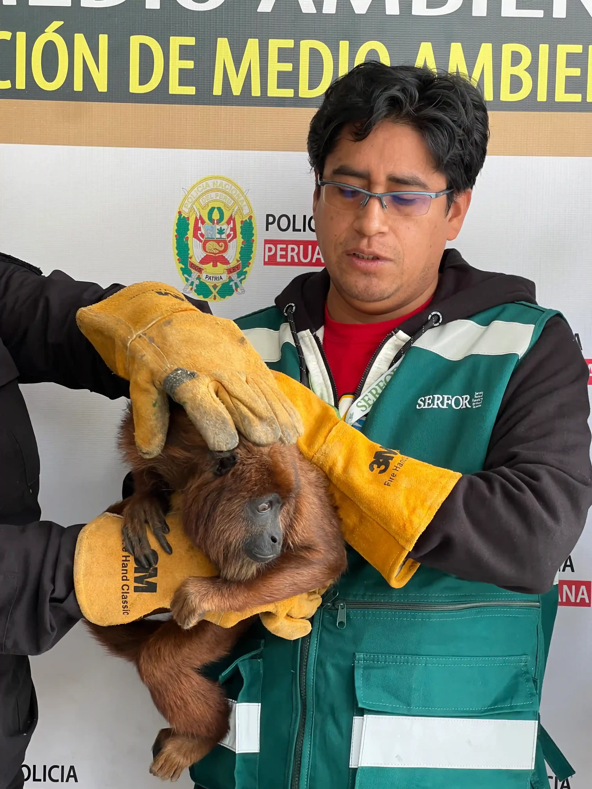 El primate se encontraba en regular estado de salud y será evaluado por la ATFFS Cajamarca para definir las acciones técnicas correspondientes. (Foto: Difusión)