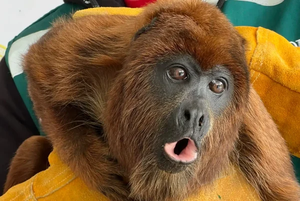 El ejemplar, un macho de coloración marrón y negra, fue encontrado debajo de un vehículo y entregado a las autoridades tras el aviso del propietario del taller. (Foto: Difusión)