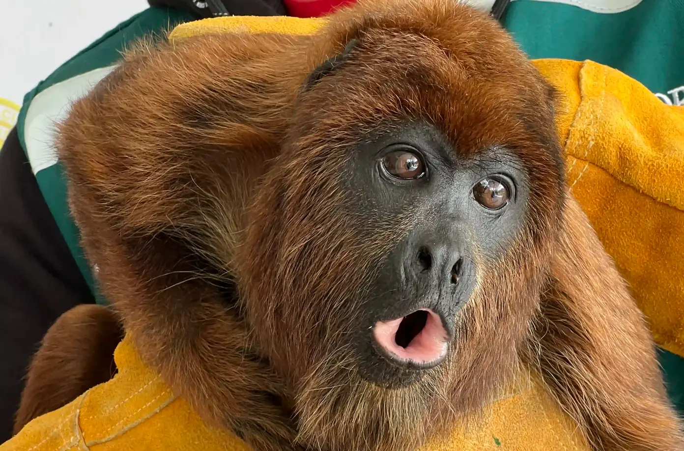 El ejemplar, un macho de coloración marrón y negra, fue encontrado debajo de un vehículo y entregado a las autoridades tras el aviso del propietario del taller. (Foto: Difusión)