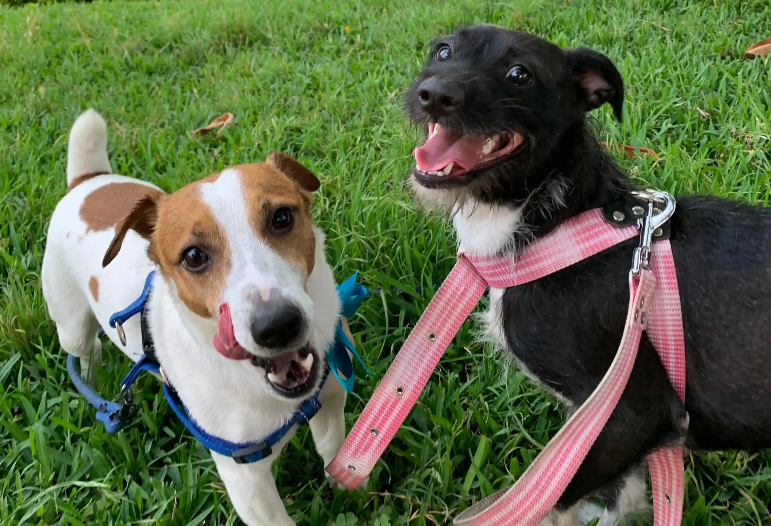El SENAMHI recomienda evitar pasear a los perros entre las 11 de la mañana y las 5 de la tarde, ya que durante ese periodo se registran las temperaturas más altas del día en Lima Metropolitana, lo que puede provocar estrés por calor en las mascotas. (Foto: Inforegión)