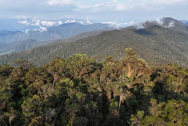 El caso genera preocupación por el precedente que podría sentar para la conservación de bosques y la seguridad jurídica de las concesiones en el país. (Foto: Difusión)