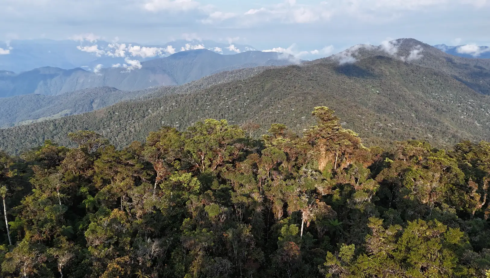 El caso genera preocupación por el precedente que podría sentar para la conservación de bosques y la seguridad jurídica de las concesiones en el país. (Foto: Difusión)