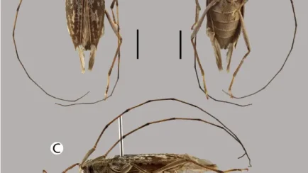 Descubren nueva especie de escarabajo en la Amazonía peruana