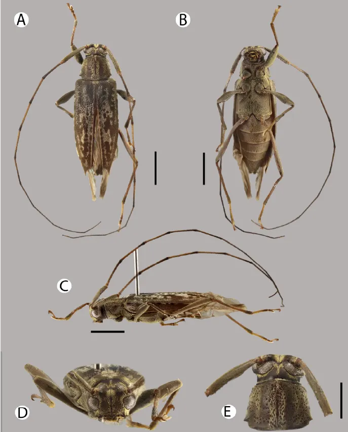 Descubren nueva especie de escarabajo en la Amazonía peruana