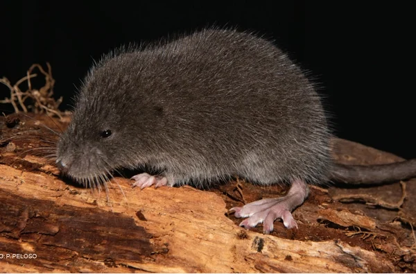 Los análisis genéticos permitieron identificar a la especie como un linaje distinto dentro del género Incanomys, aportando nueva evidencia sobre la diversificación biológica en los Andes. (Foto: Difusión)