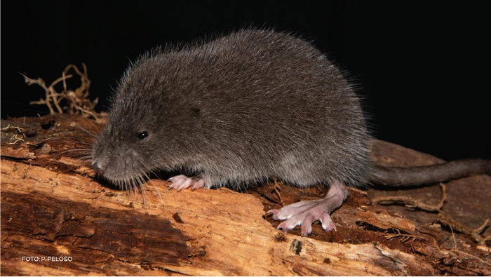 Los análisis genéticos permitieron identificar a la especie como un linaje distinto dentro del género Incanomys, aportando nueva evidencia sobre la diversificación biológica en los Andes. (Foto: Difusión)