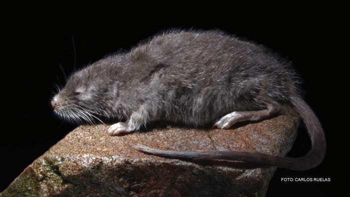 El descubrimiento subraya la necesidad de fortalecer el monitoreo y la investigación en ecosistemas de montaña, donde persisten importantes vacíos de conocimiento científico.