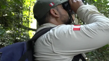 El guardaparque que sobrevivió al veneno de seis orugas en la Cordillera Azul