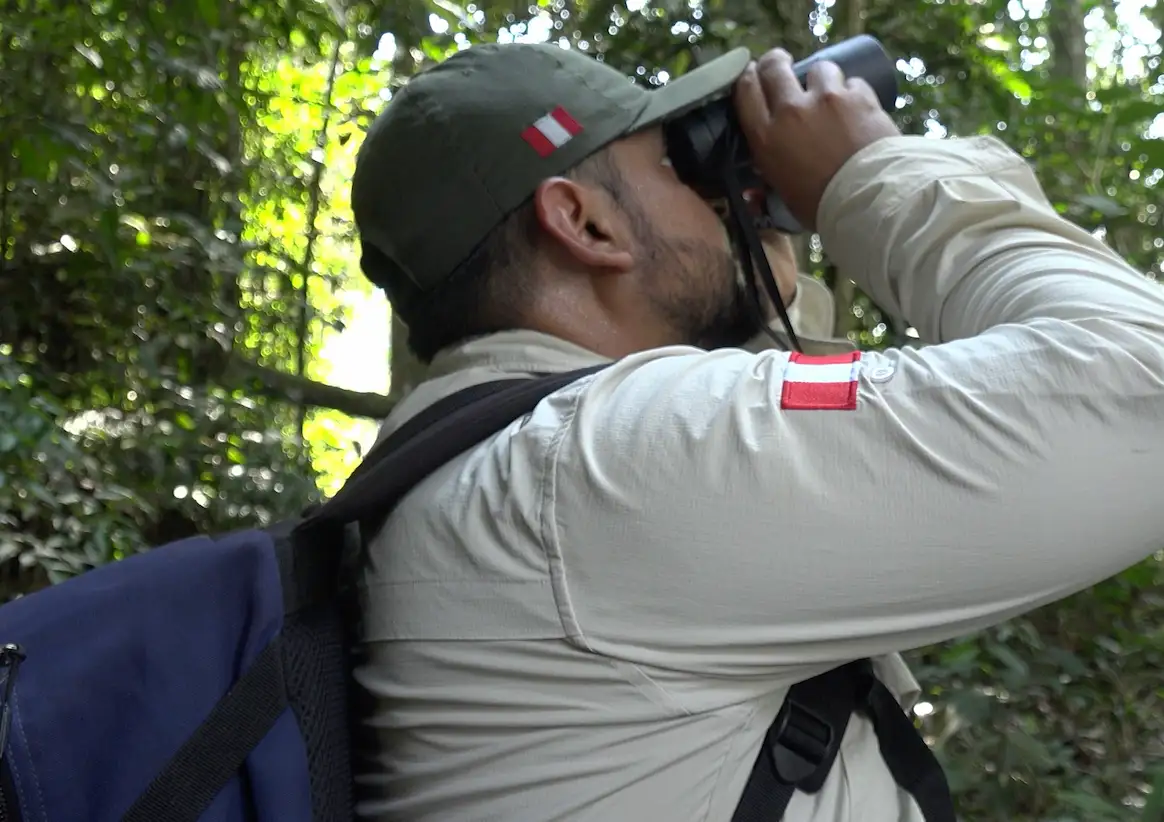 El guardaparque que sobrevivió al veneno de seis orugas en la Cordillera Azul