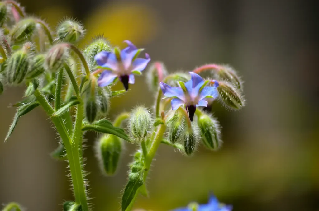 Expertos de la UICN advierten que cerca de 30.000 especies de plantas medicinales y aromáticas están bajo creciente presión por la pérdida de hábitat, la sobreexplotación y la crisis climática. (Foto: Difusión)