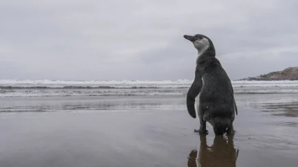 Quedó en suspenso la declaración del pingüino de Humboldt como Monumento Natural, medida que le habría otorgado la máxima categoría de protección en el país. (Foto: Agencia UNO)