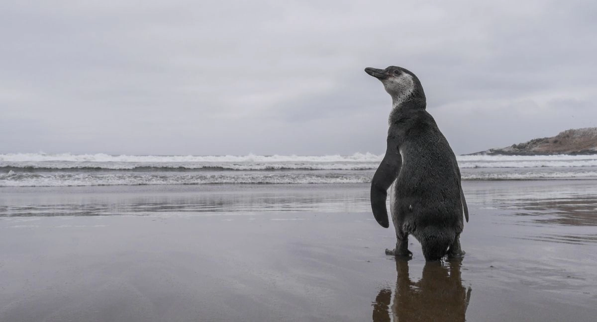 Quedó en suspenso la declaración del pingüino de Humboldt como Monumento Natural, medida que le habría otorgado la máxima categoría de protección en el país. (Foto: Agencia UNO)