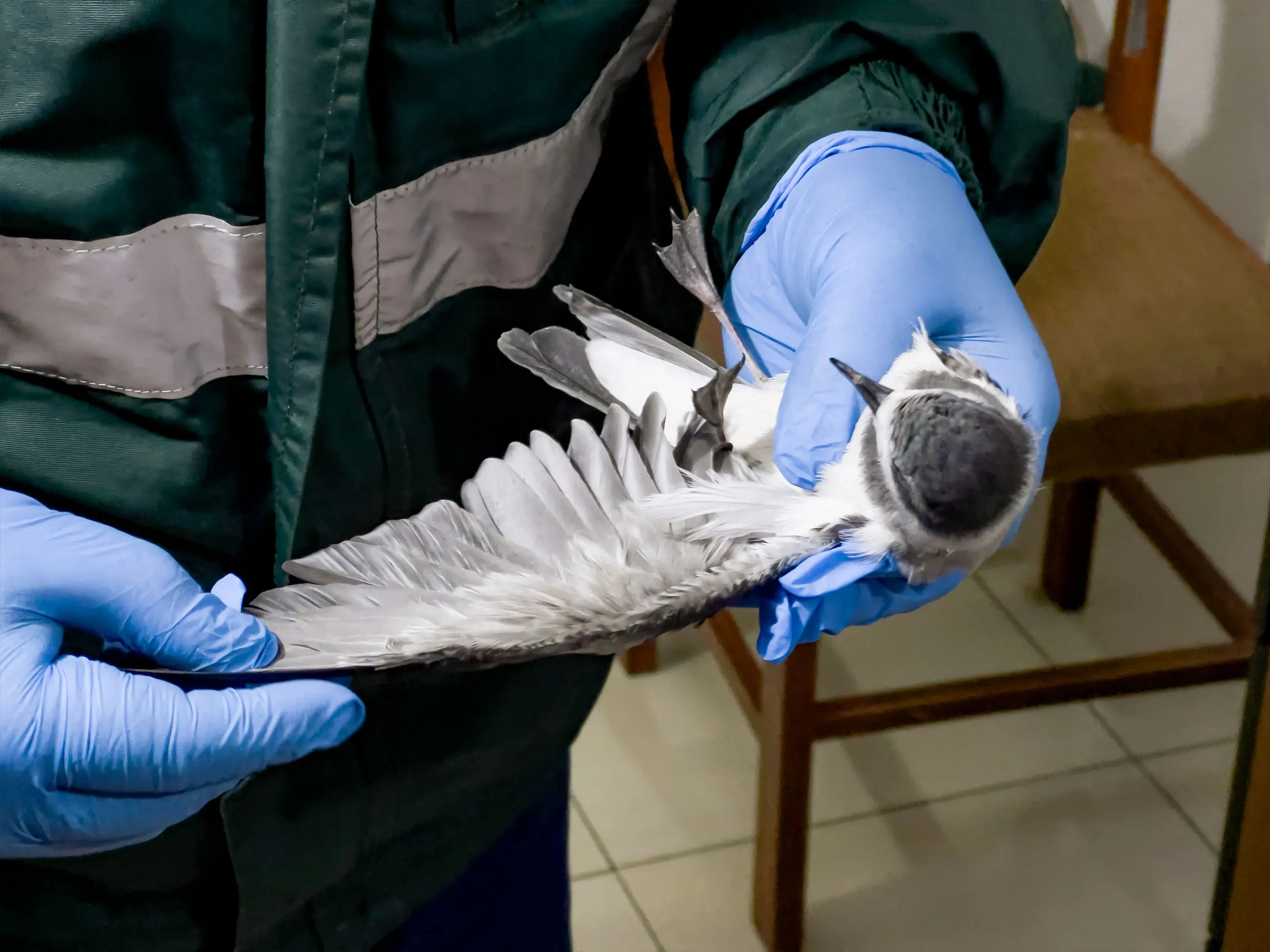 La atención oportuna y la colaboración ciudadana permiten que los ejemplares rescatados sean evaluados y liberados en condiciones adecuadas. (Foto: Difusión)