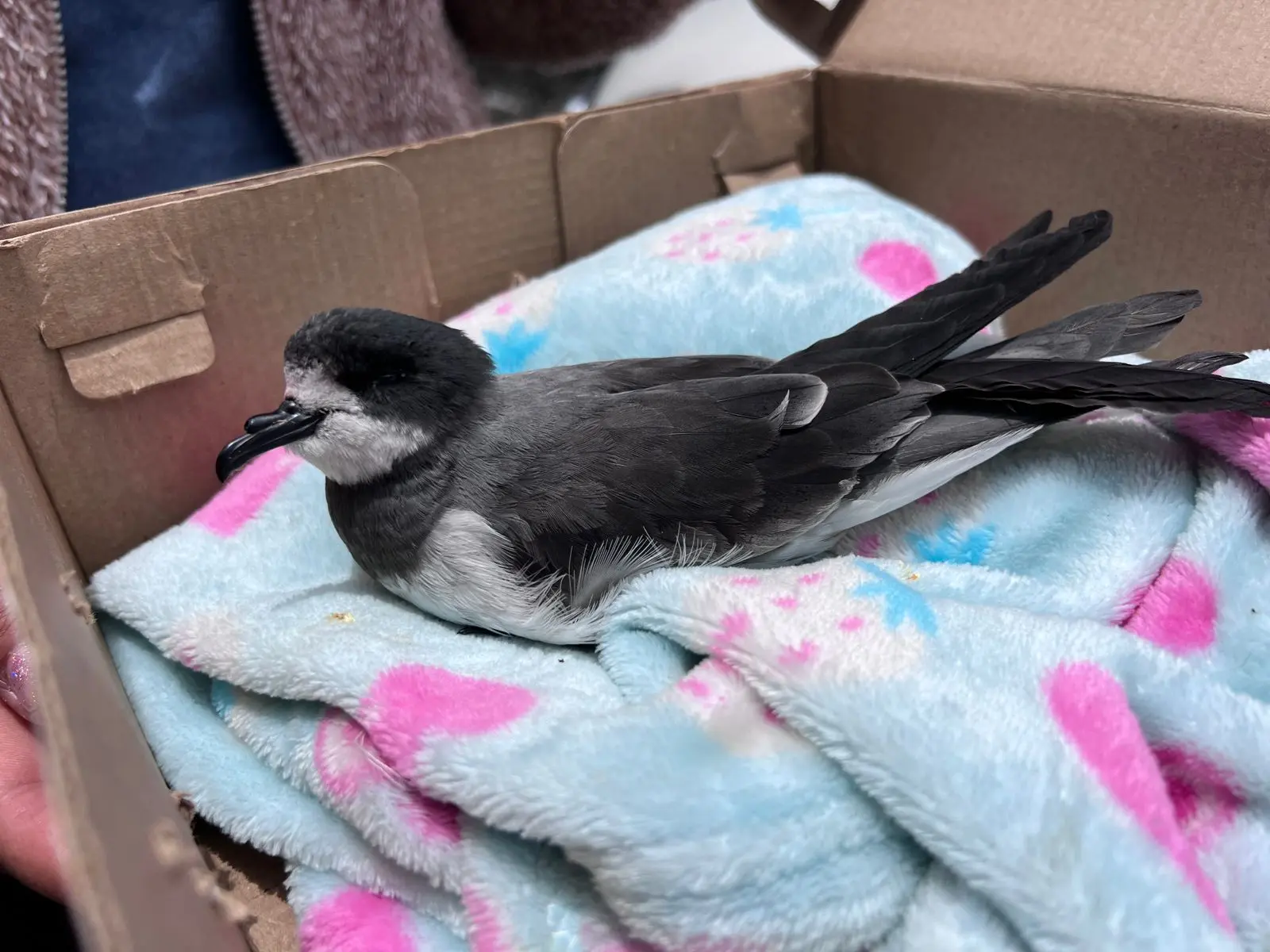La contaminación lumínica de las ciudades puede interferir en la orientación de aves marinas y provocar su descenso en zonas urbanas alejadas de su hábitat natural. (Foto: Difusión)