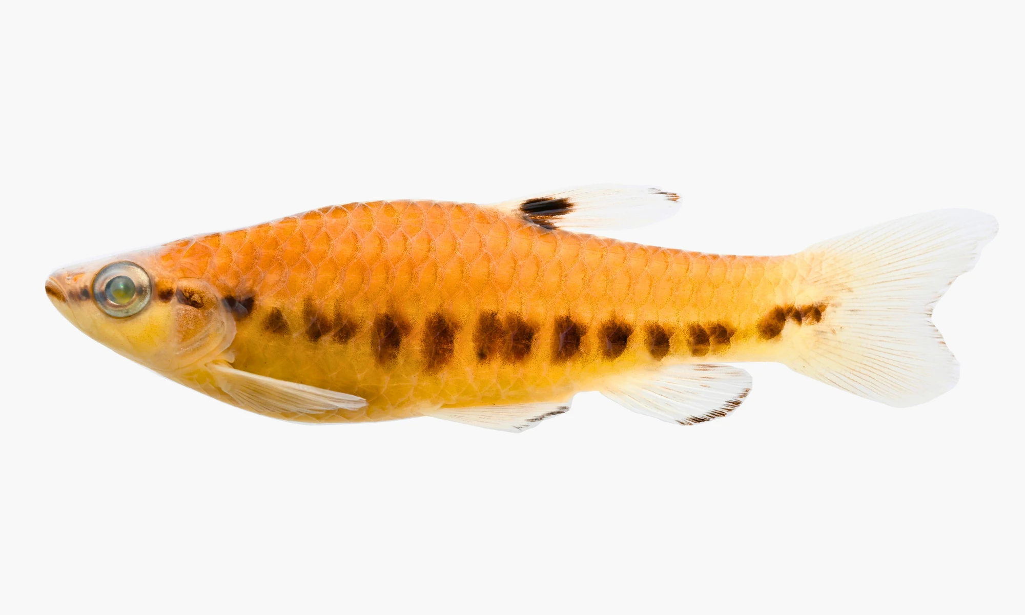 Los ejemplares analizados fueron recolectados dentro de la Reserva Nacional Pucacuro. (Foto: IIAP)