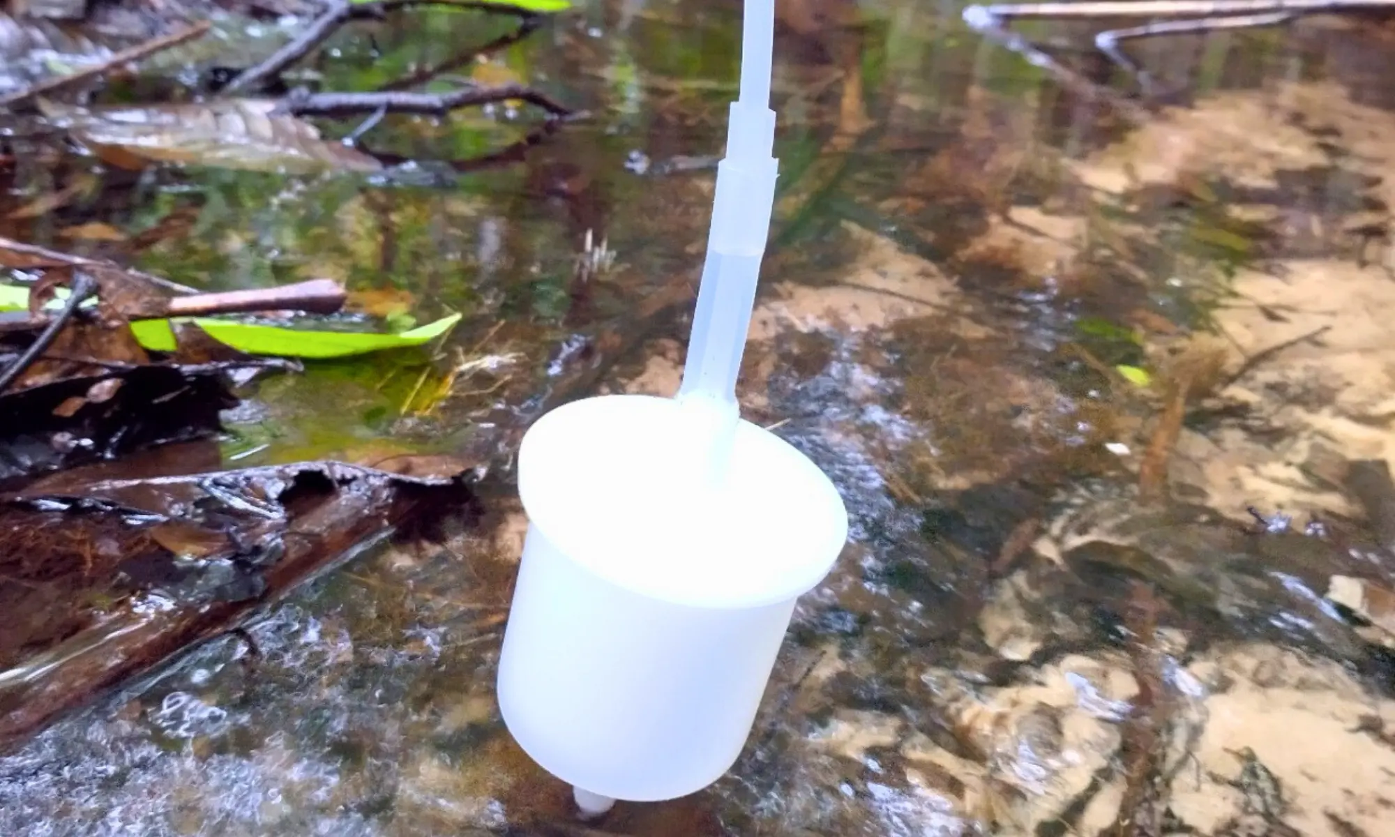 El metabarcoding de ADN ambiental permite identificar especies de peces a partir de rastros genéticos liberados en el agua, sin necesidad de capturar a los animales. (Foto: DIfusión)