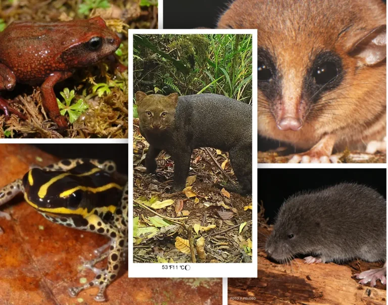 En los últimos cinco años, las ANP del Perú permitieron el descubrimiento de más de 50 especies nuevas para la ciencia, confirmando su valor como laboratorios naturales clave a nivel mundial. (Foto: Difusión)