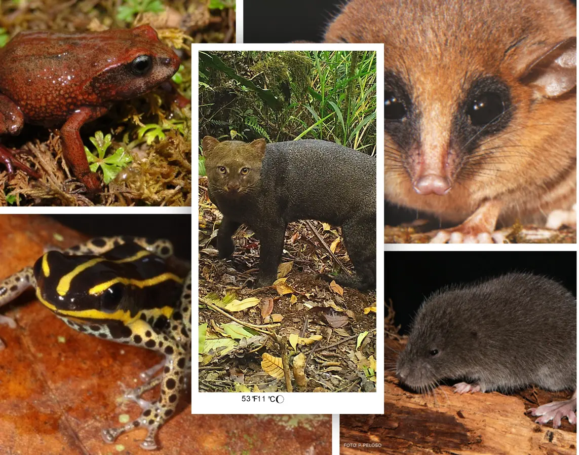 En los últimos cinco años, las ANP del Perú permitieron el descubrimiento de más de 50 especies nuevas para la ciencia, confirmando su valor como laboratorios naturales clave a nivel mundial. (Foto: Difusión)