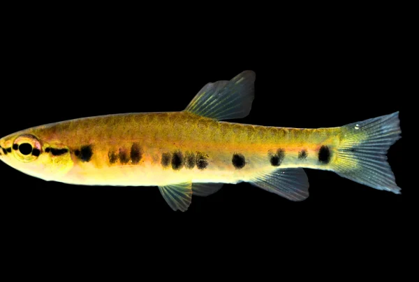 La Pyrrhulina punctata es endémica del Perú, lo que refuerza la relevancia del descubrimiento para el país.