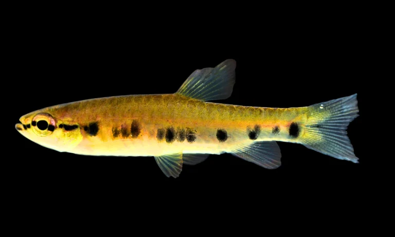 La Pyrrhulina punctata es endémica del Perú, lo que refuerza la relevancia del descubrimiento para el país.