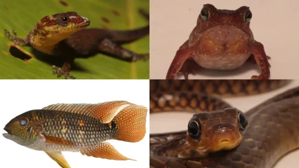 La información recopilada servirá como línea base para futuras investigaciones y permitirá actualizar los documentos de gestión del área natural protegida. (Foto: Difusión)