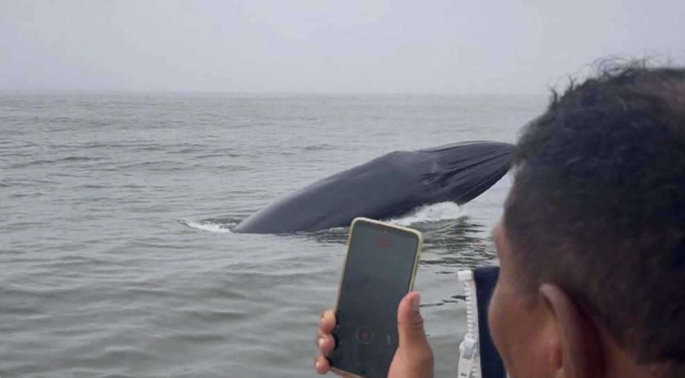 La experiencia liderada por Proyecto Cetáceos Perú confirma que la participación ciudadana es clave para ampliar el conocimiento científico y la conservación marina. (Foto: Proyecto Cetáceos)