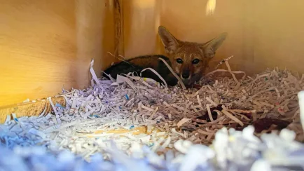 Rescatan a zorro gris y evalúan su reinserción en su ecosistema