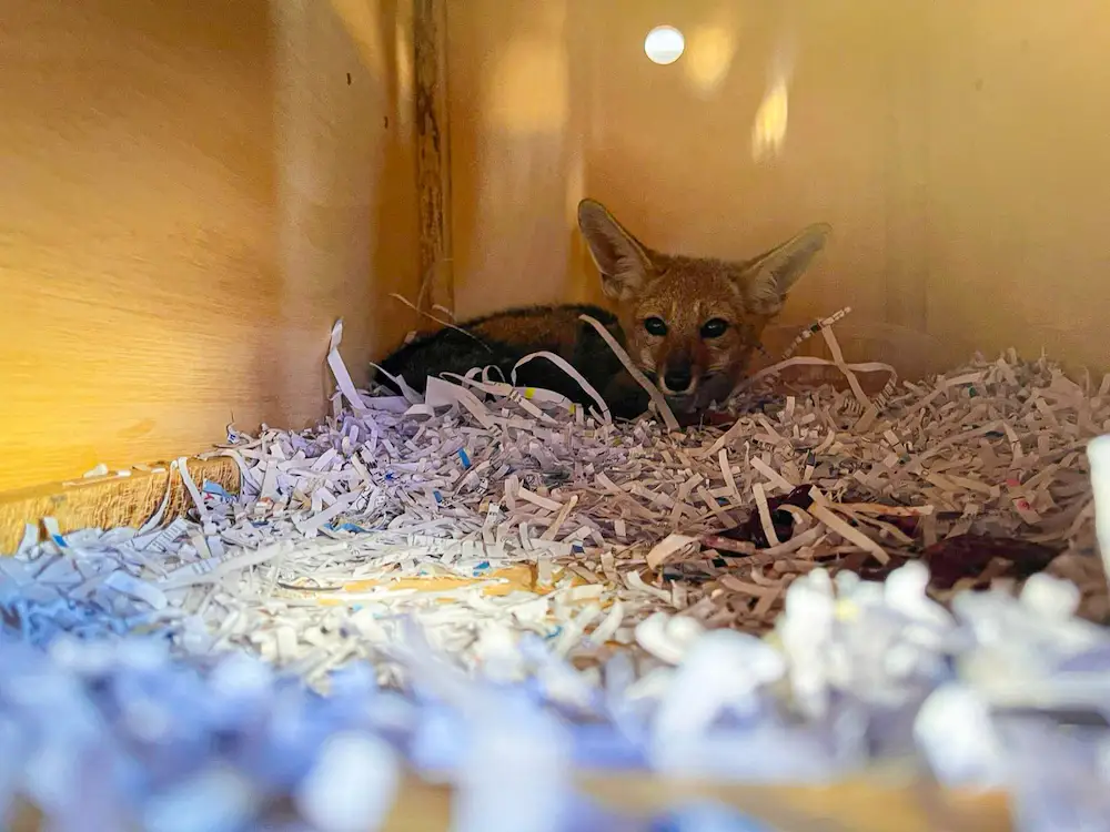 Rescatan a zorro gris y evalúan su reinserción en su ecosistema