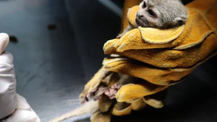 El diagnóstico reveló desnutrición crónica, debilidad extrema con pérdida severa de peso y masa muscular, alopecia por estrés y mala alimentación, además de heridas graves y la mutilación de su cola. (Foto: Difusión)