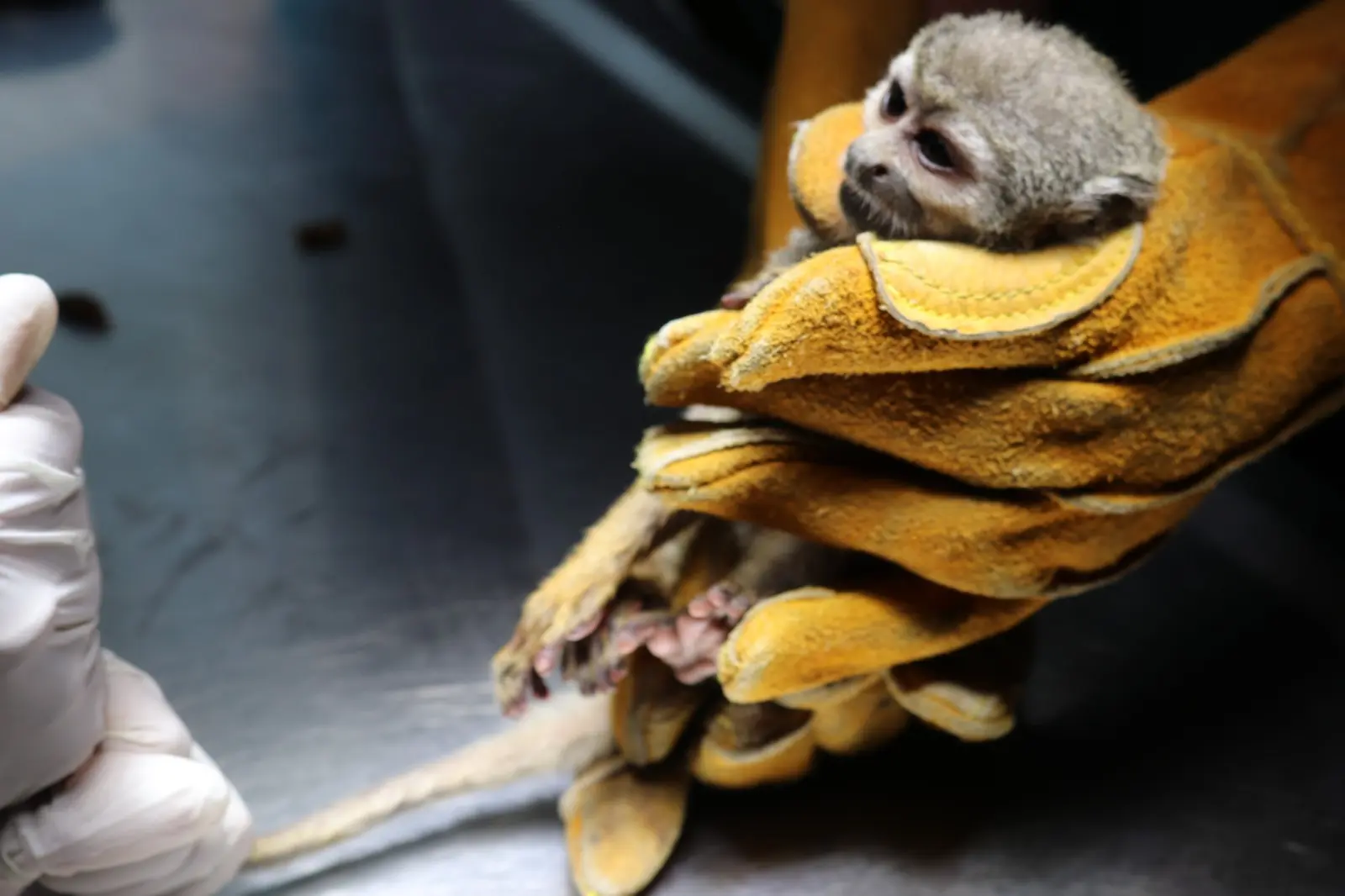 El diagnóstico reveló desnutrición crónica, debilidad extrema con pérdida severa de peso y masa muscular, alopecia por estrés y mala alimentación, además de heridas graves y la mutilación de su cola. (Foto: Difusión)