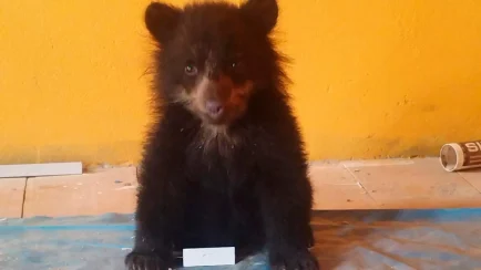 El SERFOR recuperó una cría de oso andino hallada dentro de una vivienda en el distrito de Ayapata, provincia de Carabaya, región Puno, tras el aviso de un poblador. (Foto: Difusión)