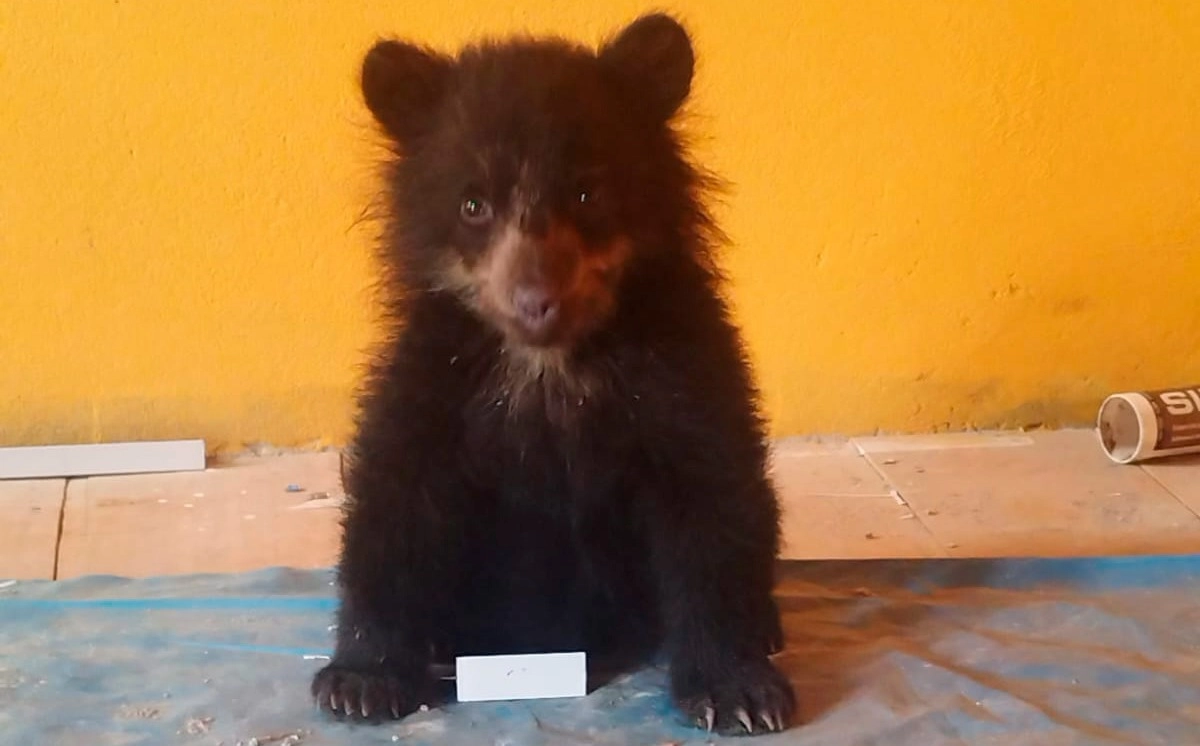 El SERFOR recuperó una cría de oso andino hallada dentro de una vivienda en el distrito de Ayapata, provincia de Carabaya, región Puno, tras el aviso de un poblador. (Foto: Difusión)