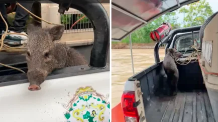 Los tres sajinos fueron encontrados en un corral rústico, sin condiciones adecuadas para su bienestar. (Foto: Difusión)