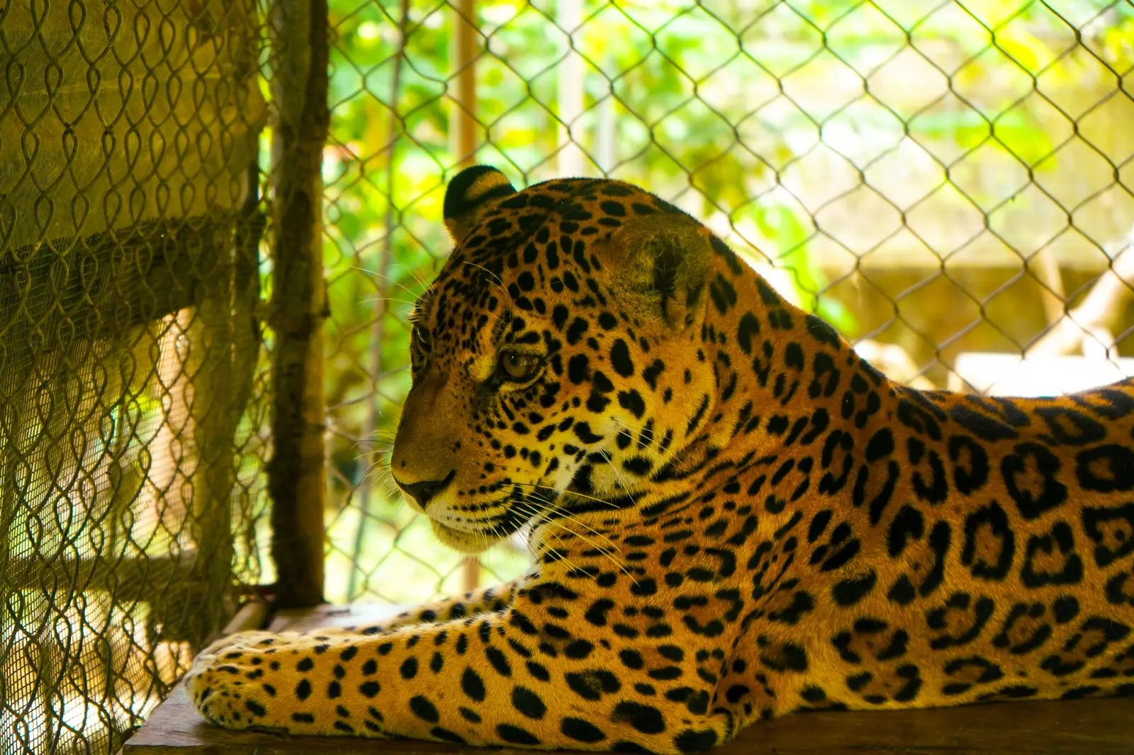 El caso de Balam, un joven otorongo que perdió a su madre por la caza furtiva, demuestra que la recuperación de grandes carnívoros es posible. (Foto: DIfusión)