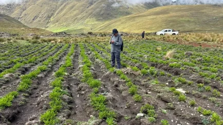 La inspección se realizó en coordinación con representantes del Seguro Agrario Catastrófico para constatar los daños en los cultivos instalados en el área afectada. (Foto: Difusión)
