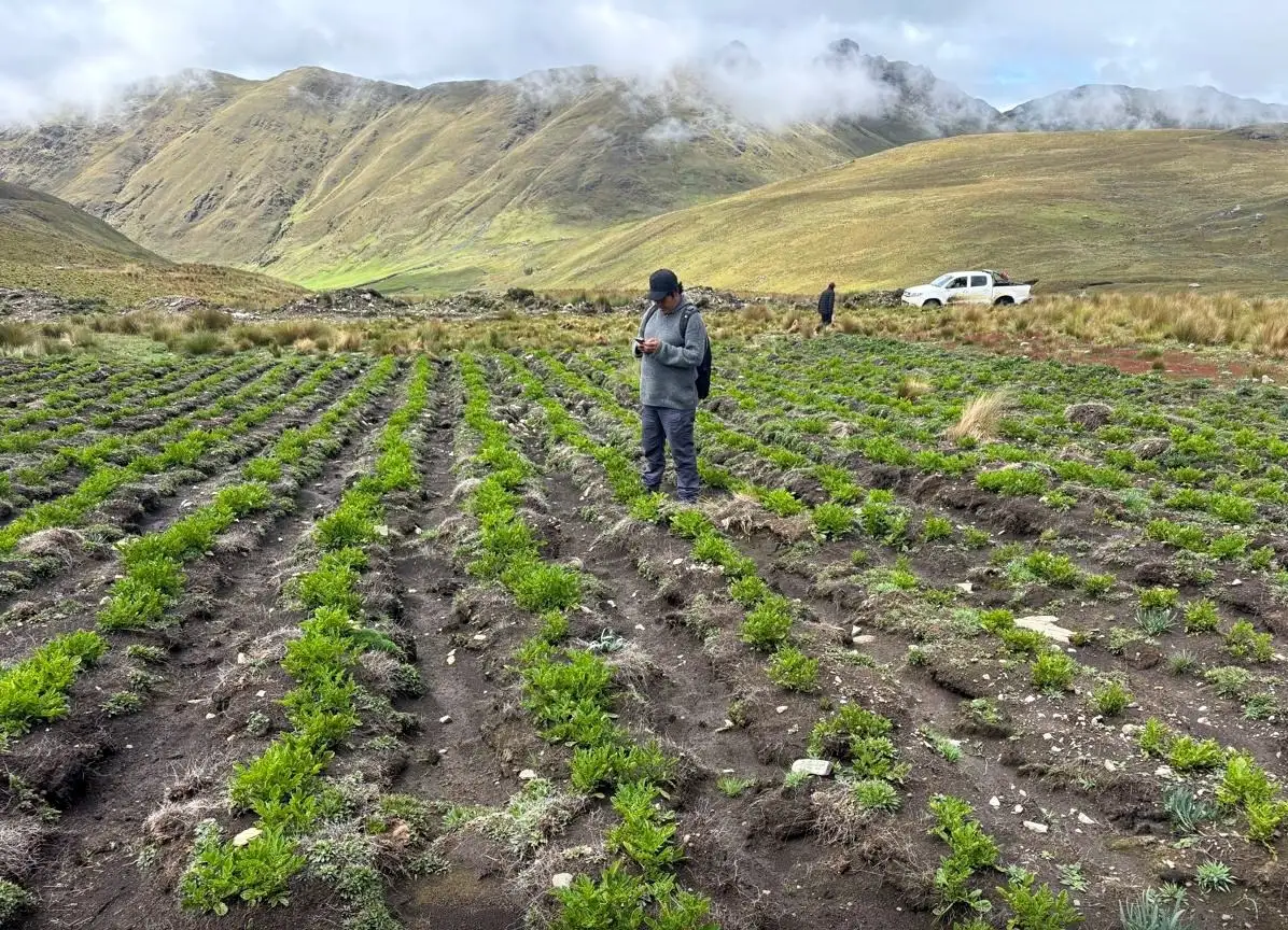 La inspección se realizó en coordinación con representantes del Seguro Agrario Catastrófico para constatar los daños en los cultivos instalados en el área afectada. (Foto: Difusión)